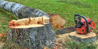 How Our Tree Care Process Works  in  Clinton, IL