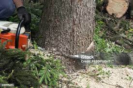 Best Tree Maintenance Programs  in Clinton, IL