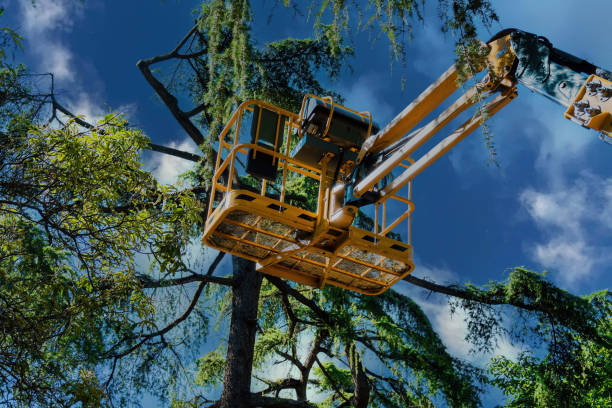 Best Firewood Processing and Delivery  in Clinton, IL