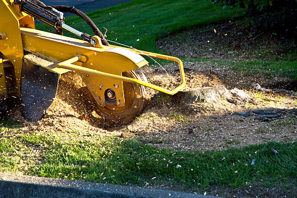 Best Lawn Grading and Leveling  in Clinton, IL